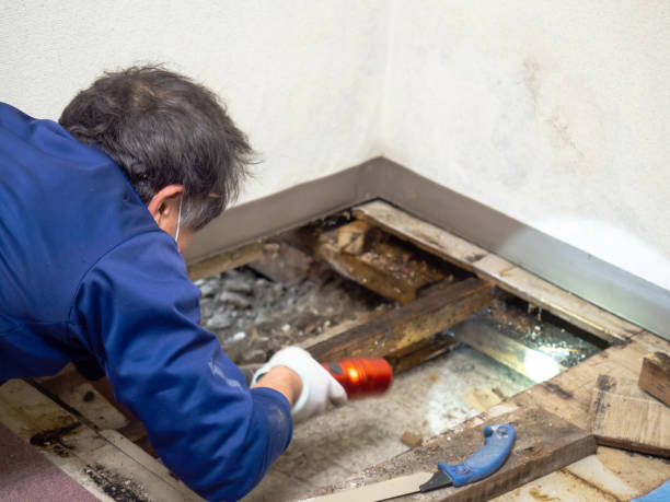 Best Emergency Mold Remediation in Fort Pierce, FL