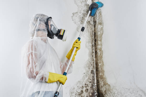Best DIY Mold Remediation Support Services in Fort Pierce, FL