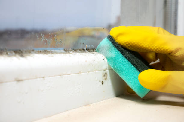 Best Commercial Mold Remediation in Fort Pierce, FL