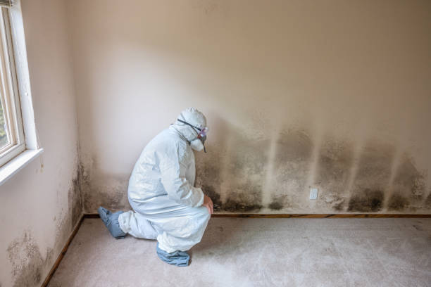 Best Attic Mold Remediation in Fort Pierce, FL