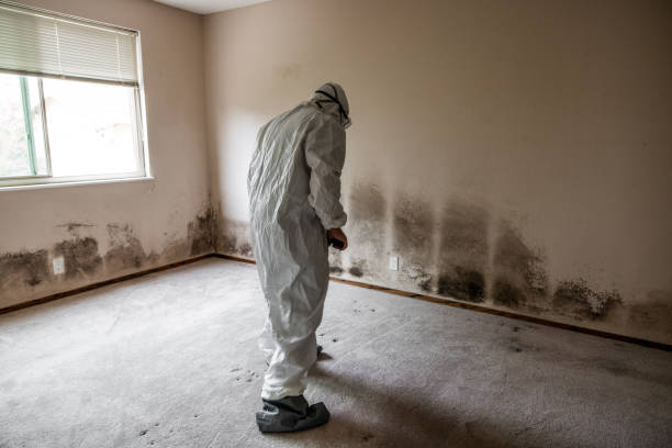 Best DIY Mold Remediation Support Services in Fort Pierce, FL