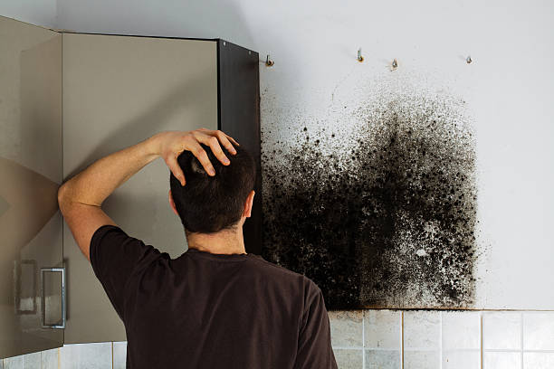 Best Mold Testing and Inspection Services in Fort Pierce, FL